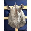 Image 1 : Black Rhino Zambian Shoulder Mount With Import Papers 1977
