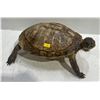 Image 1 : Preserved Tortoise 8x13