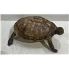 Image 3 : Preserved Tortoise 8x13