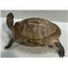 Image 5 : Preserved Tortoise 8x13