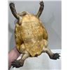 Image 7 : Preserved Tortoise 8x13