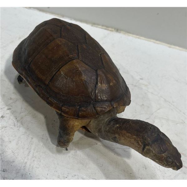 Preserved Tortoise 4x7