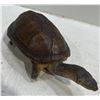 Image 1 : Preserved Tortoise 4x7
