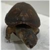 Image 2 : Preserved Tortoise 4x7