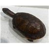 Image 4 : Preserved Tortoise 4x7