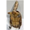 Image 5 : Preserved Tortoise 4x7