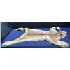 Image 1 : Lynx Taxidermy Full Rug Mount 58L