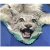 Image 2 : Lynx Taxidermy Full Rug Mount 58L