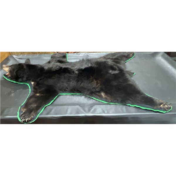 Black Bear Taxidermy Full Rug Mount 75L