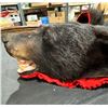 Image 3 : Black Bear Taxidermy Full Rug Mount 77L