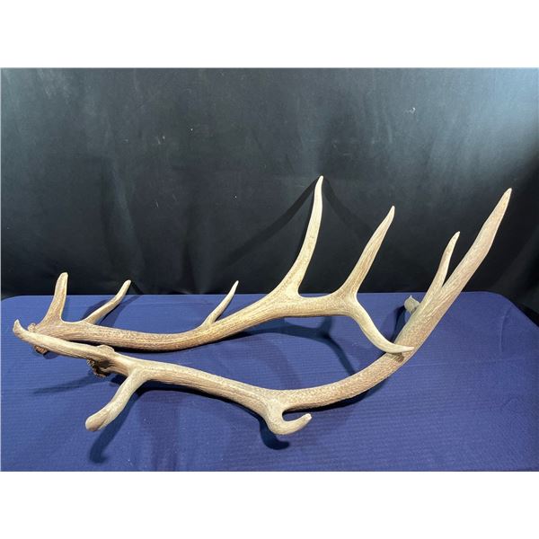 12 Point Elk Antlers, 40L
