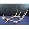 Image 1 : 12 Point Elk Antlers, 40L