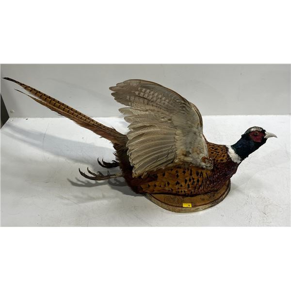 Full Body Pheasant Wall Mount, 30W 17H