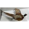 Image 2 : Full Body Pheasant Wall Mount, 30W 17H