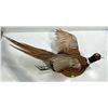 Image 5 : Full Body Pheasant Wall Mount, 30W 17H