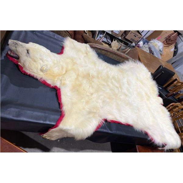 Polar Bear Taxidermy Full Rug Mount 95L