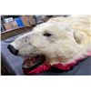Image 2 : Polar Bear Taxidermy Full Rug Mount 95L