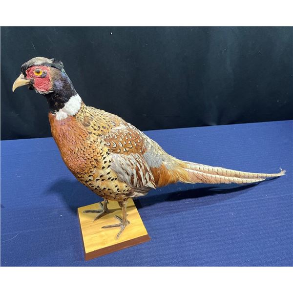 Full Body Pheasant Wall Mount, 27W 17H