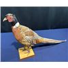 Image 1 : Full Body Pheasant Wall Mount, 27W 17H