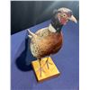 Image 2 : Full Body Pheasant Wall Mount, 27W 17H