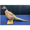 Image 3 : Full Body Pheasant Wall Mount, 27W 17H