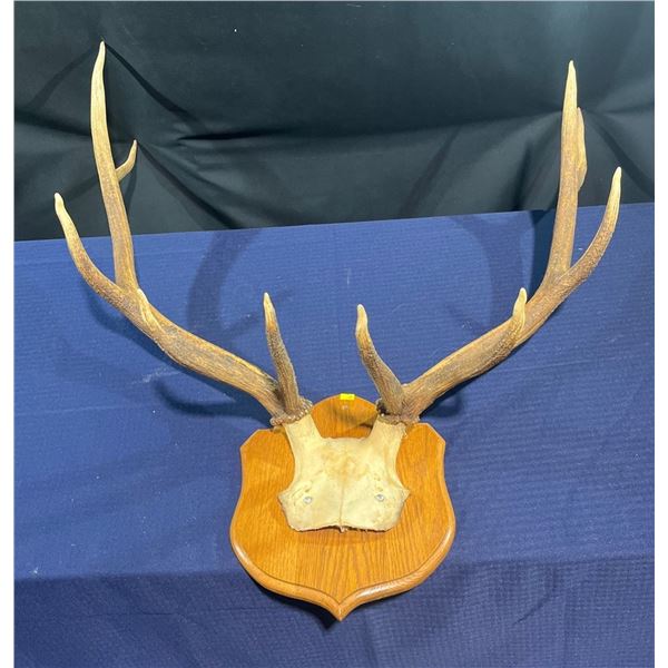 9 Point Elk Antlers/Skull Mount