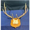 Image 1 : 9 Point Elk Antlers/Skull Mount
