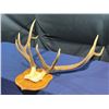 Image 2 : 9 Point Elk Antlers/Skull Mount
