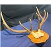 Image 3 : 9 Point Elk Antlers/Skull Mount