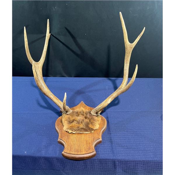 9 Point Elk Antler/Skull Mount