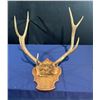 Image 1 : 9 Point Elk Antler/Skull Mount