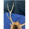 Image 3 : 9 Point Elk Antler/Skull Mount