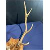 Image 4 : 9 Point Elk Antler/Skull Mount