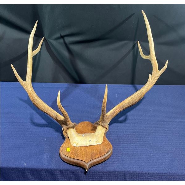 10 Point Elk Antler/Skull Mount