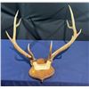 Image 1 : 10 Point Elk Antler/Skull Mount