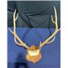 Image 2 : 10 Point Elk Antler/Skull Mount