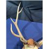 Image 3 : 10 Point Elk Antler/Skull Mount