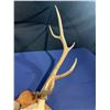 Image 4 : 10 Point Elk Antler/Skull Mount