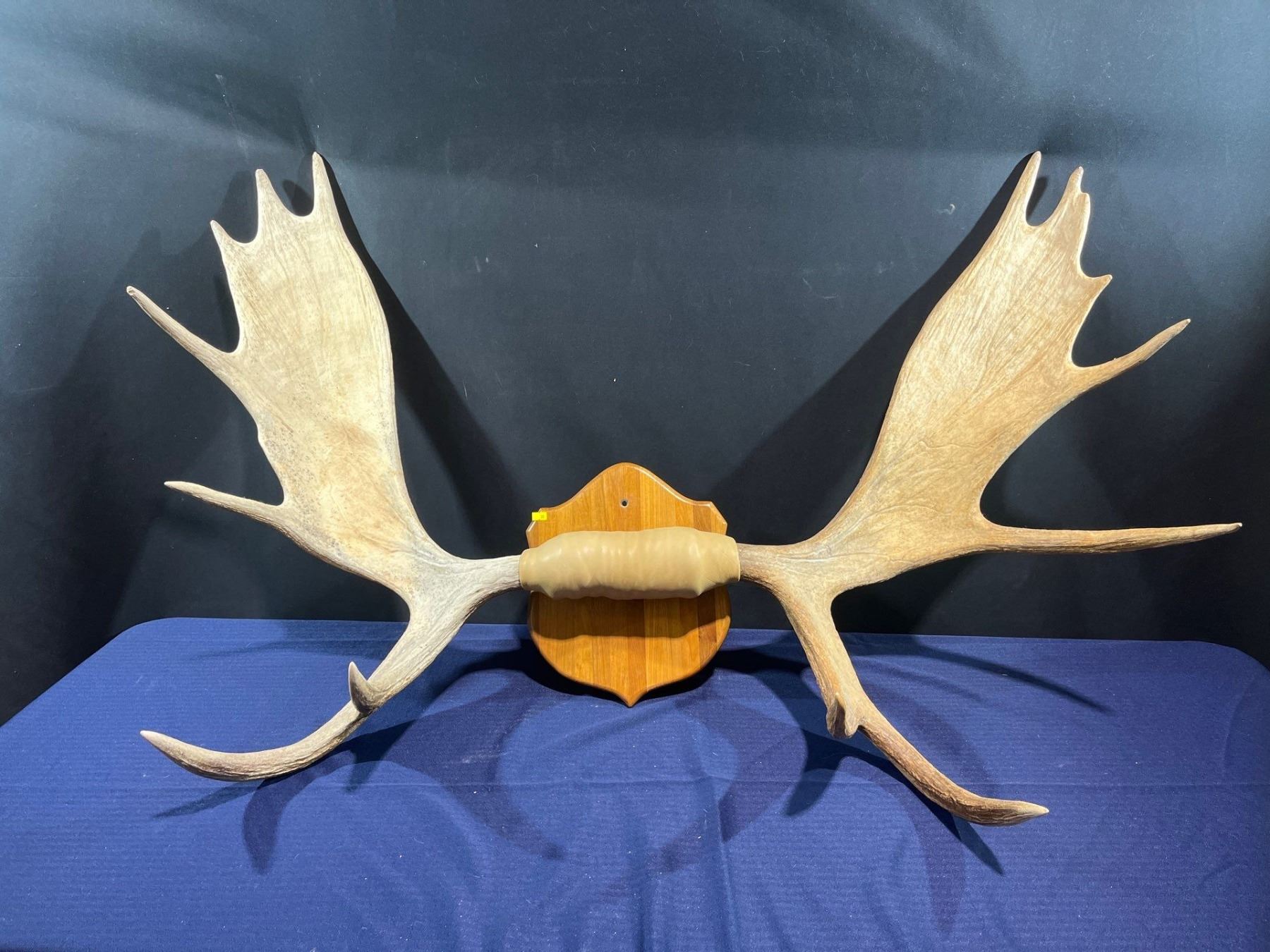 3 Point Moose 13 Point Moose Antlers - Beck Auctions Inc.