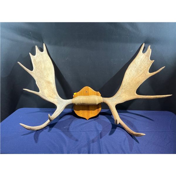 13 Point Moose Antlers