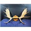 Image 1 : 13 Point Moose Antlers