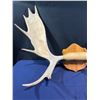 Image 2 : 13 Point Moose Antlers