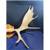Image 3 : 13 Point Moose Antlers