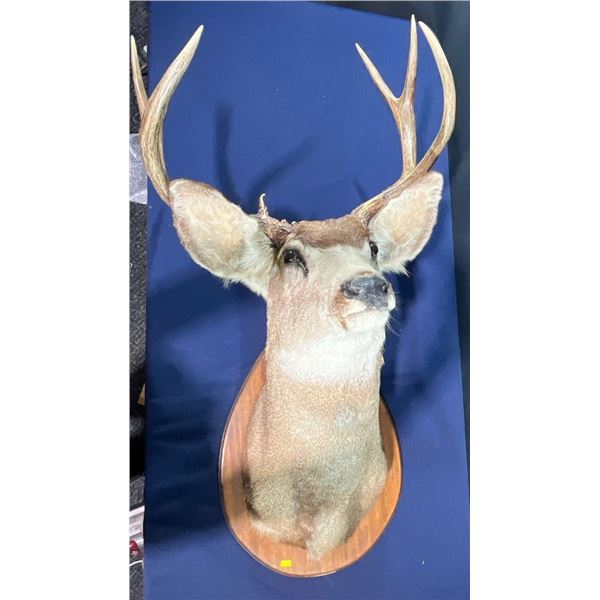 6 Point Mule Deer Shoulder Mount
