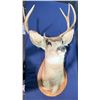 Image 1 : 6 Point Mule Deer Shoulder Mount