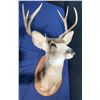 Image 2 : 6 Point Mule Deer Shoulder Mount