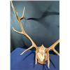 Image 2 : 13 Point Elk Antler/Skull Mount