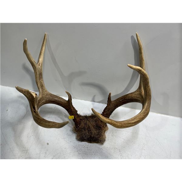 9 Point White Tail Deer Antler/Skull Mount