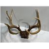 Image 1 : 9 Point White Tail Deer Antler/Skull Mount