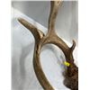 Image 2 : 9 Point White Tail Deer Antler/Skull Mount
